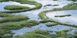 Wetlands